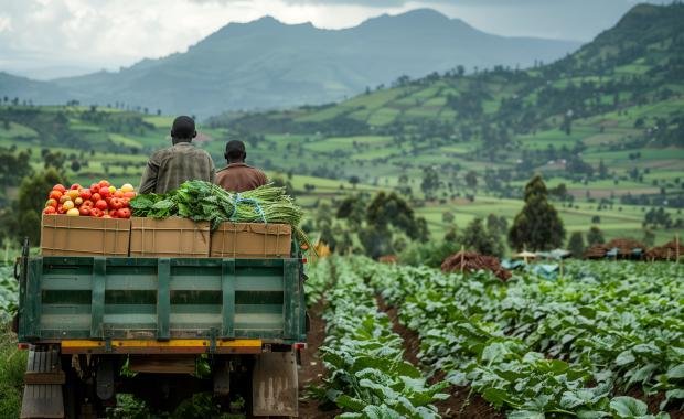 Agriculture Exports in Laos | Rice, Corn, Cassava and Future Growth