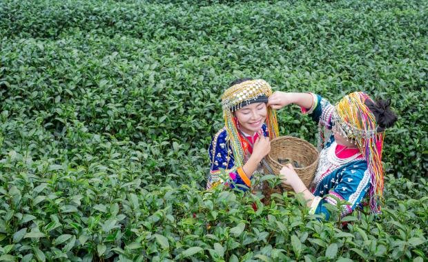 Tea Industry in Laos | Growth, Exports, and Coffee Competition
