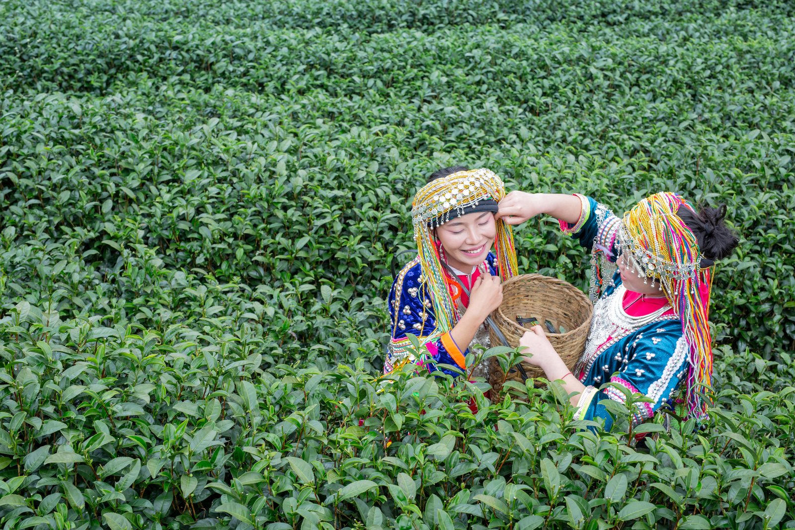 agriculture-hilltribe-women