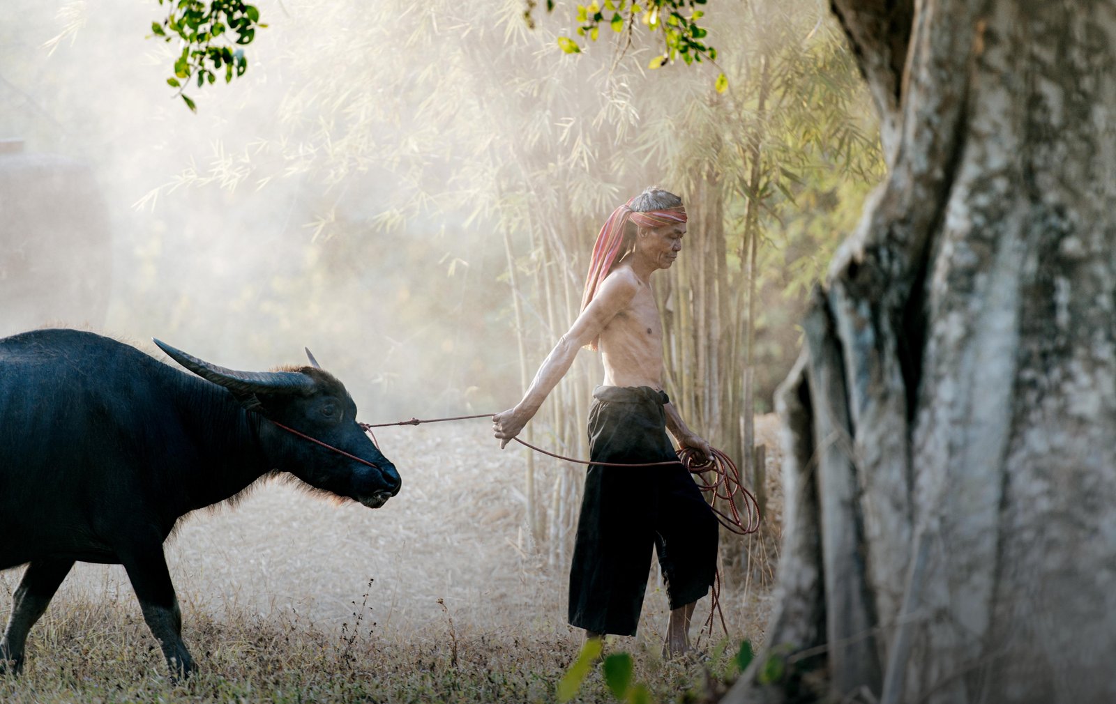 asian-senior-farmer-shirtless-turban-loincloth-leads-buffalo-back-home-after-working-agricultrue-smoke-background-copy-space-rural-scene-countryside-thailand