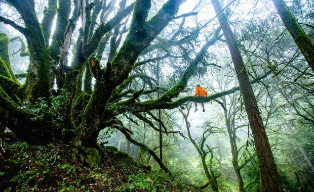 Sacred Forests in Laos | Spiritual Ecology and Community Conservation