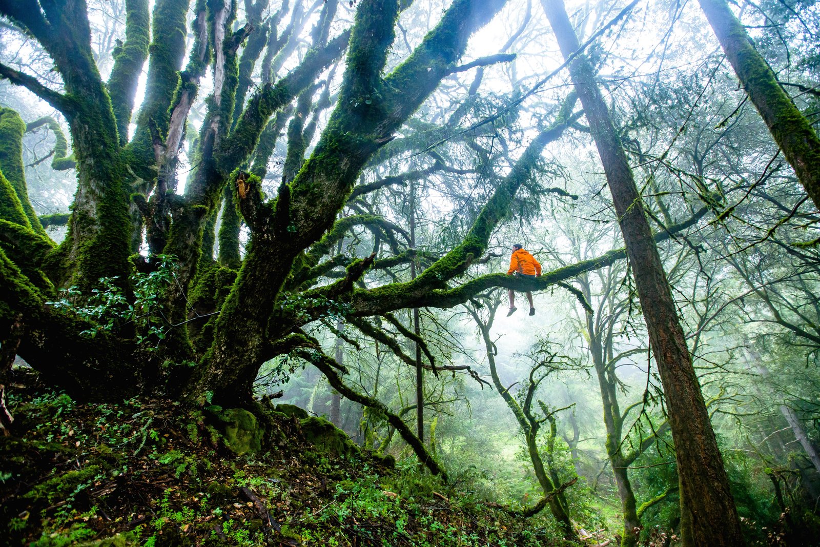 beautiful-shot-person-sitting-long-tree-branch-forest-daytime