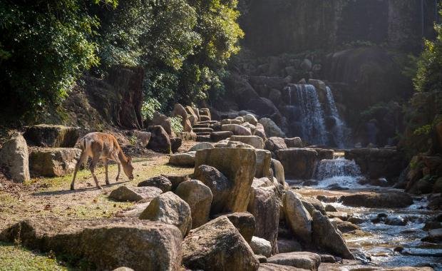 Wildlife Corridors in Laos | Saving Elephants and Biodiversity