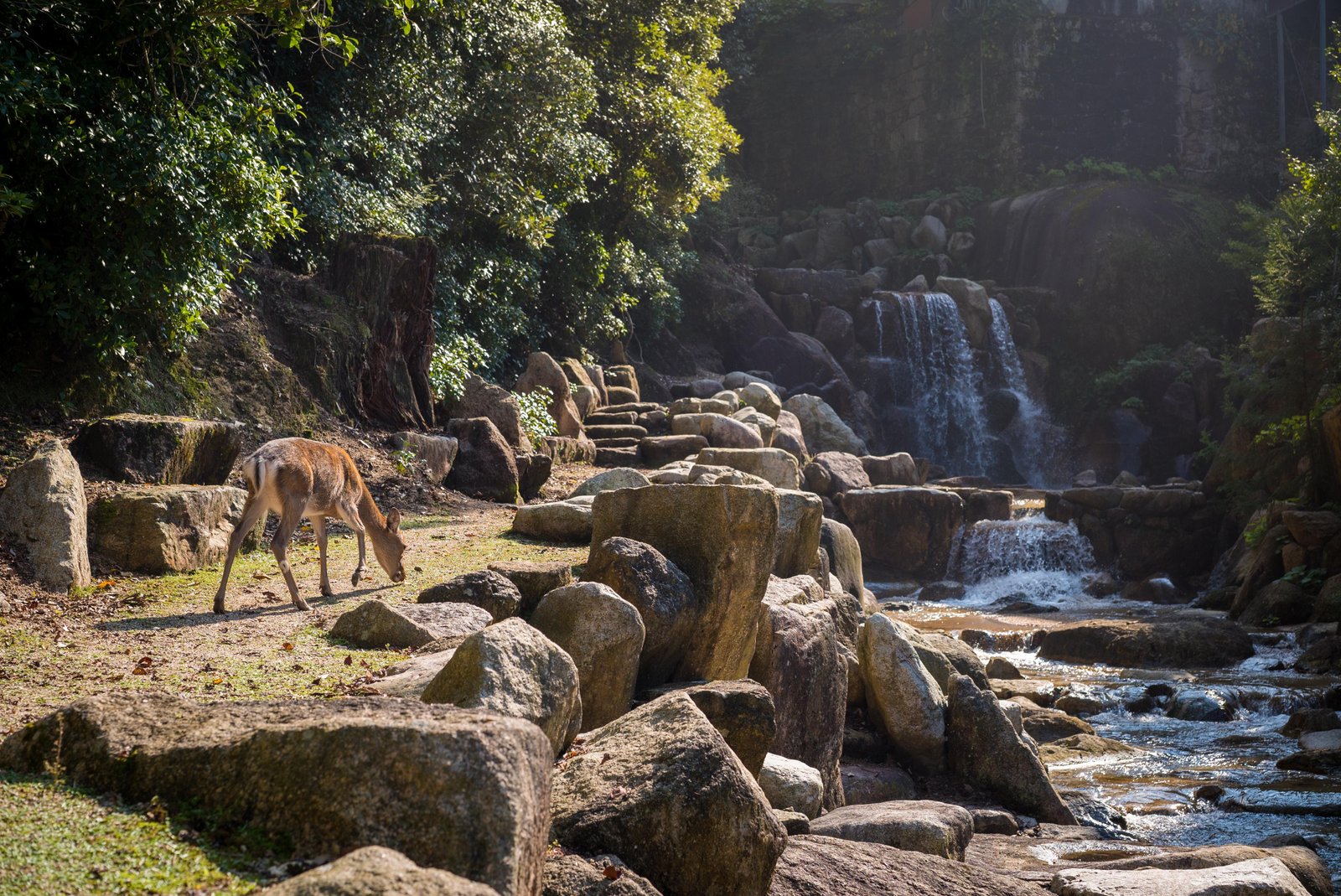 beautiful-view-deer-by-waterfall-stones-captured-miyajima-island-japan