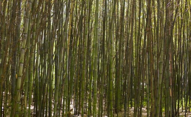Organic Bamboo Cultivation in Laos | Pathways to Sustainability