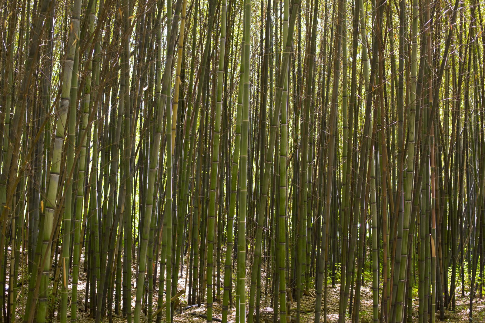 botanical-bamboo-forest-daylight