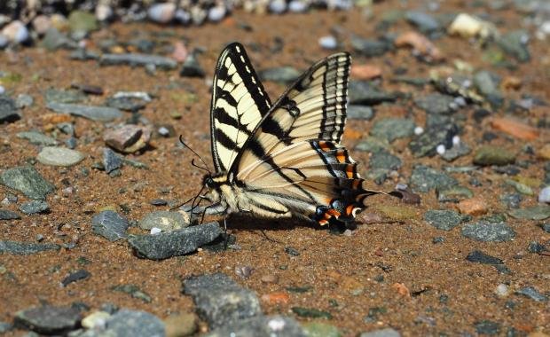 Butterfly Migration in Laos | Patterns, Ecology, and Conservation