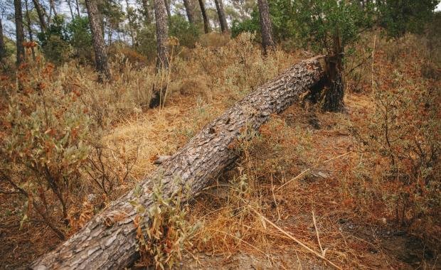 Deforestation in Laos | Impact on Rainfall and Climate Patterns