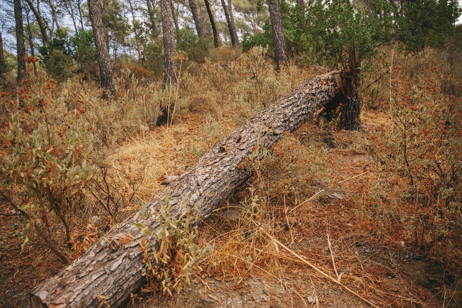 fallen-tree-nature