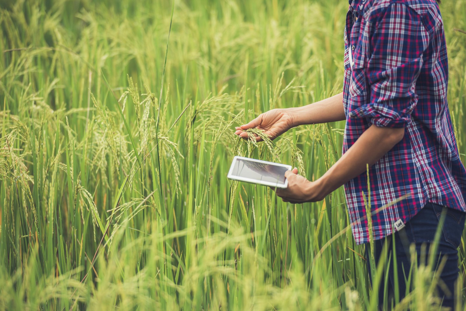 farmer-standing-rice-field-with-tablet