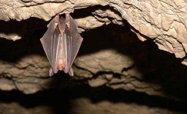 Bat Caves in Laos | Guardians of Pest Control and Ecosystem Balance