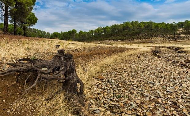 Deforestation in Laos | Impact on Wildlife and Conservation Efforts