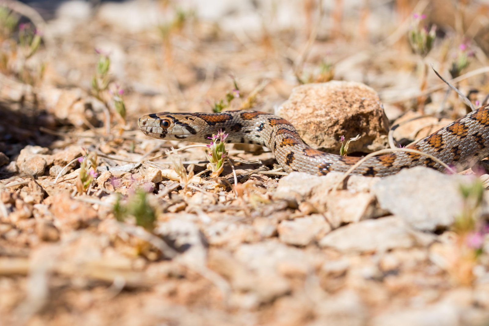 leopard-snake-european-ratsnake-zamenis-situla-slithering-rocks-dry-vegetation-malta