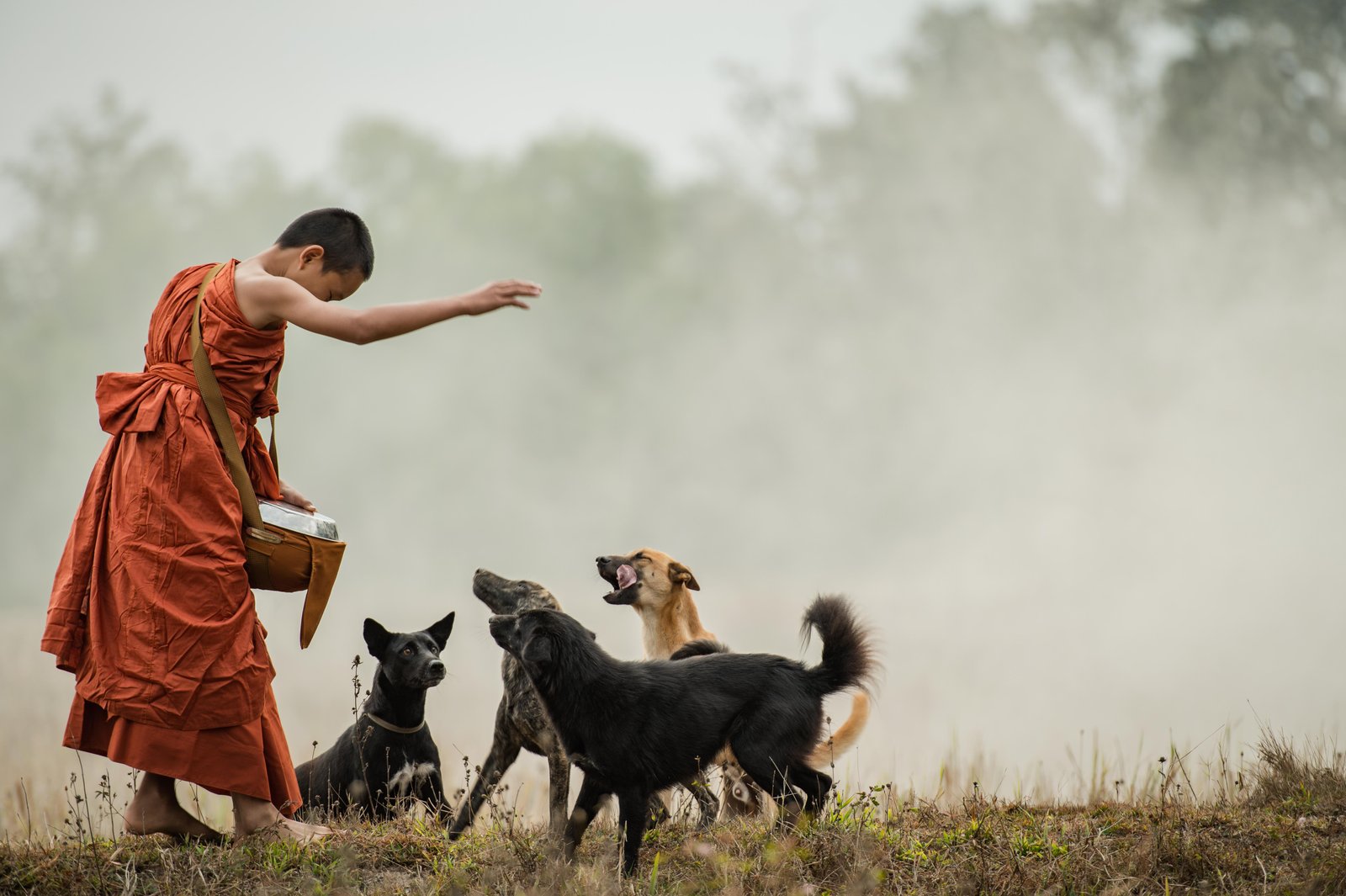 novice-walks-there-is-dog-meadow