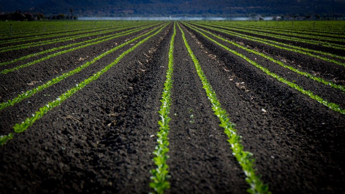 pacific-biochar_field_darker-24
