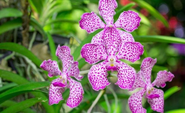 Medicinal Orchids of Laos | Healing Traditions and Conservation