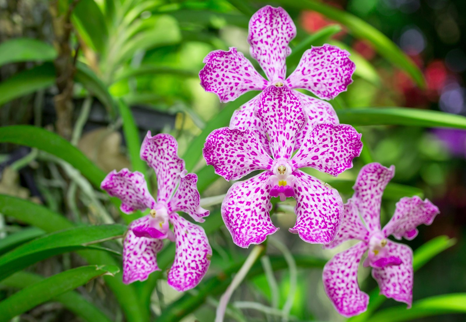 pink-mokara-orchid-flower
