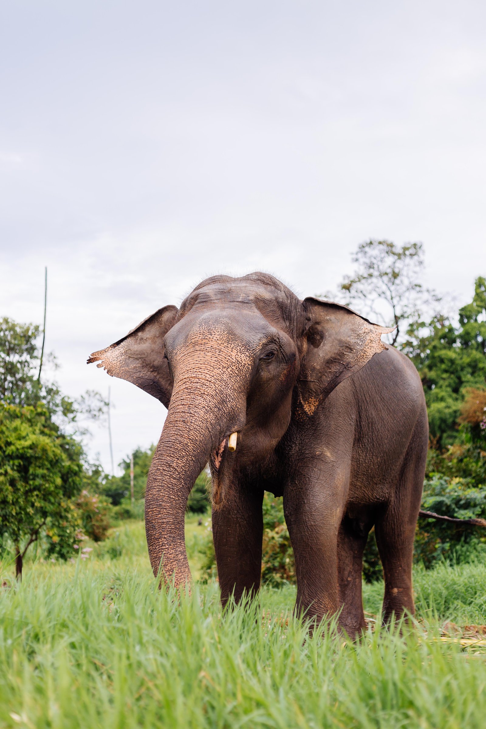 portrait-beuatiful-thai-asian-elephant-stands-green-field-elephant-with-trimmed-cutted-tusks