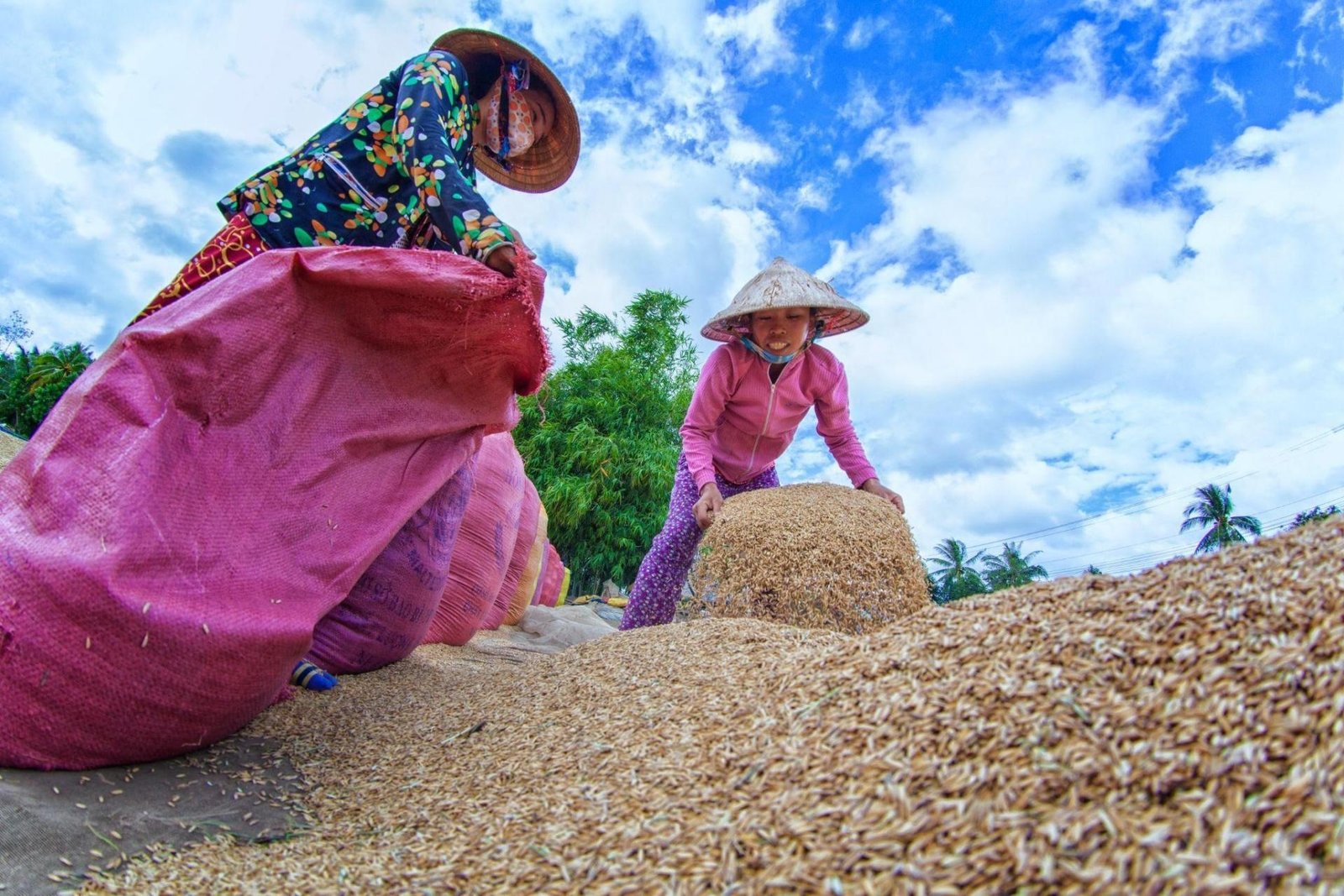 rice-husks-from-waste-to-new-green-energy