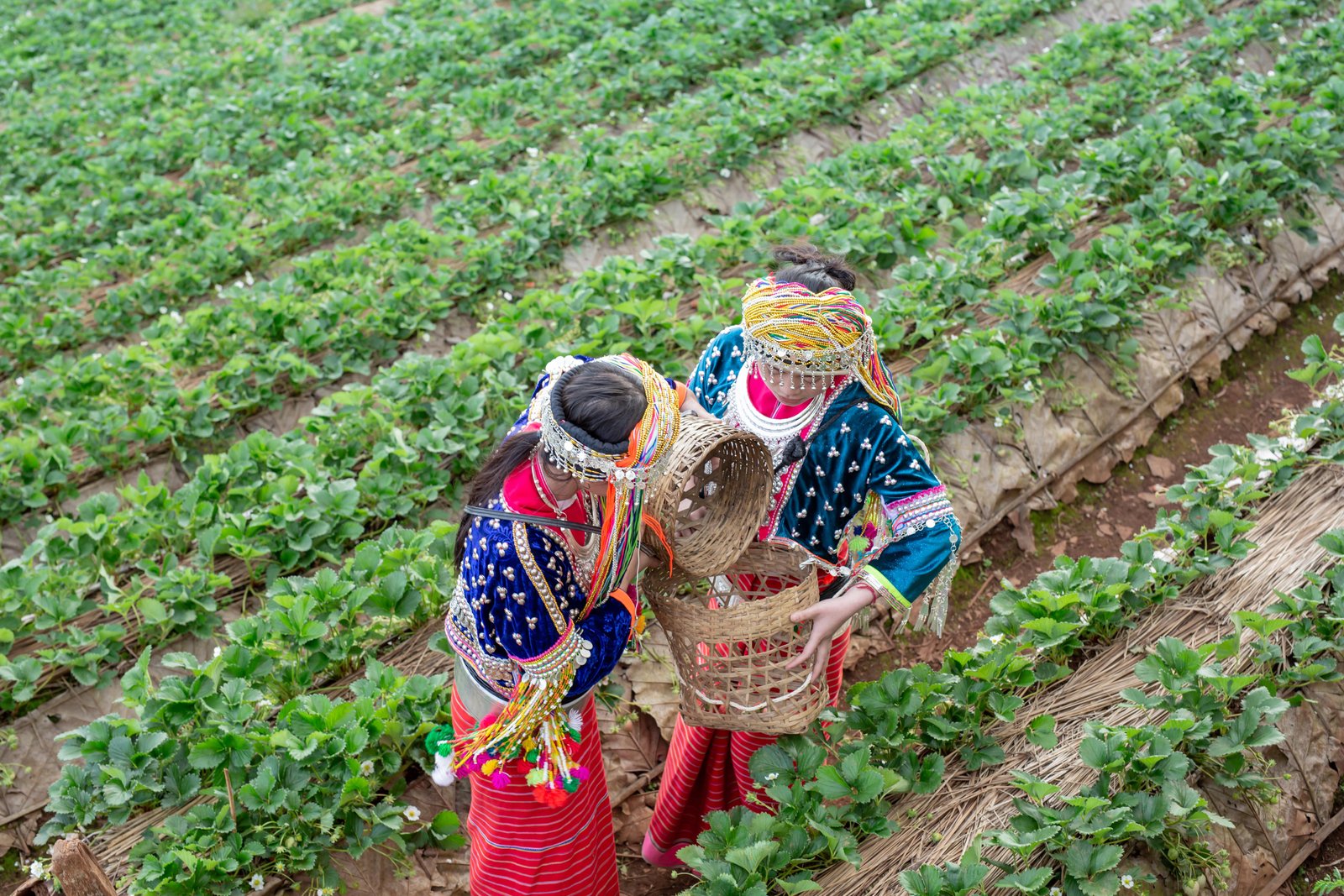 tribal-girls-are-collecting-strawberries