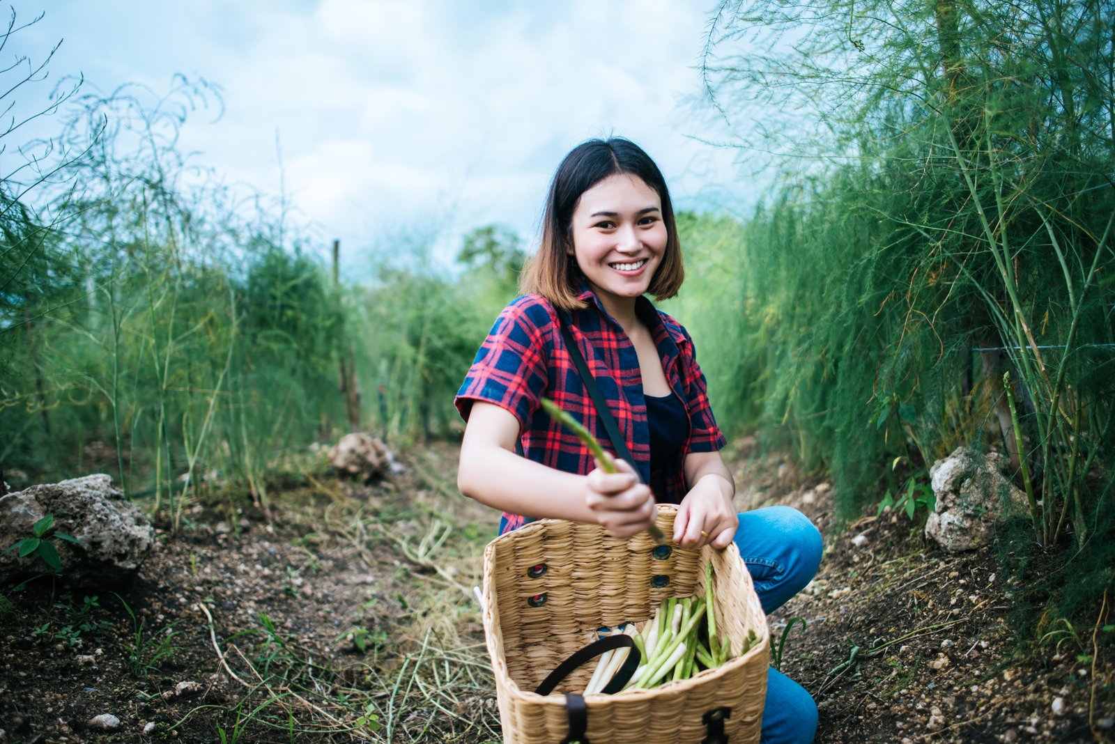 young-farmer-harvest-fresh-asparagus-with-hand-put-into-basket